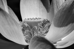 02 Lotusblüte 1